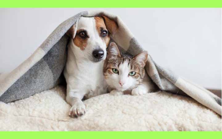 ইসলামের দৃষ্টিতে কুকুর-বিড়ালের ব্যবসা করার বিধান